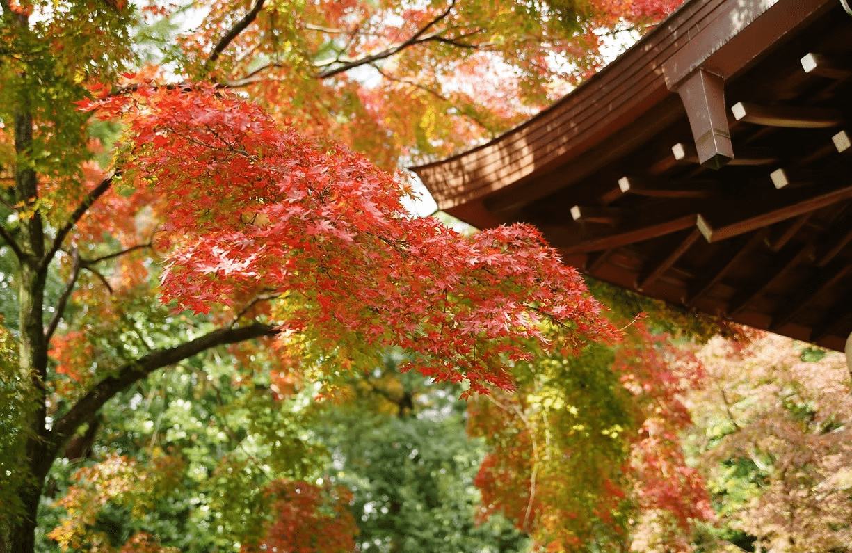 京都の中心地に位置する緑豊かな「梨木神社」で神前式｜レトロ婚プロデュース